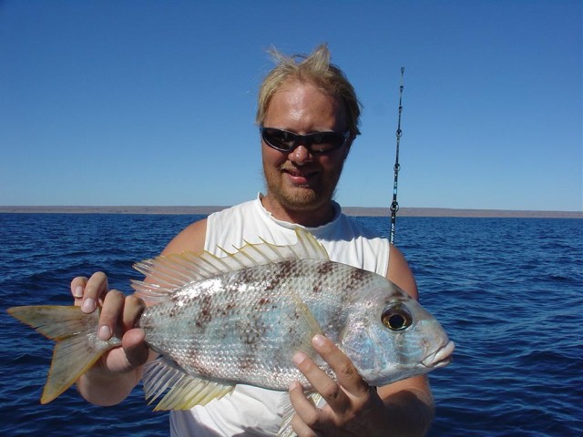 Robinson Sea Bream